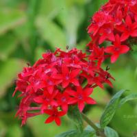 20170720_Photo_1012_DSC_4249_CMP_WM