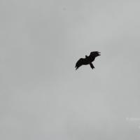 20170720_Photo_1014_DSC_4305_CMP_WM