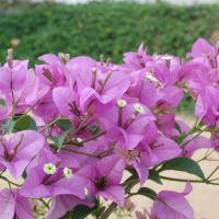 20170720_Photo_1015_DSC_4244_CMP_WM