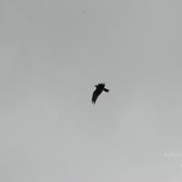 20170720_Photo_1020_DSC_4303_CMP_WM