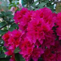 20170720_Photo_1021_DSC_4242_CMP_WM