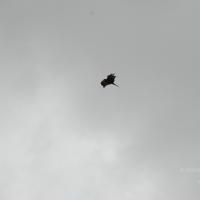 20170720_Photo_1028_DSC_4304_CMP_WM