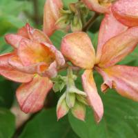 20170720_Photo_1031_DSC_4251_CMP_WM